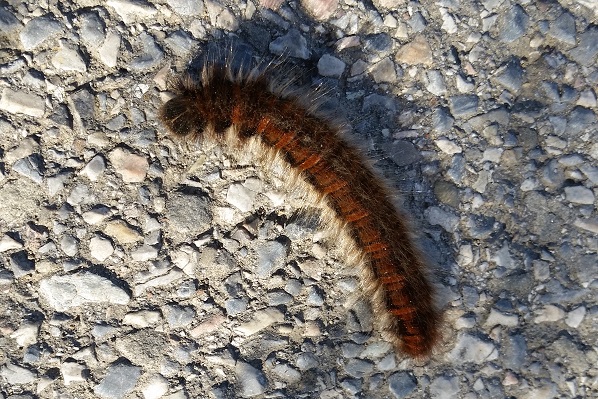 Bruco di .......Macrothylacia rubi (Lasiocampidae)